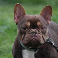 CHOCO, Hund zur Adoption