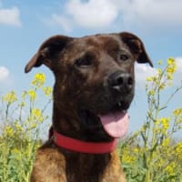 Lucky, verträglich mit Hunden, Hund zur Adoption