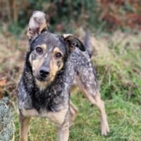 Pilates, Hündin zur Adoption