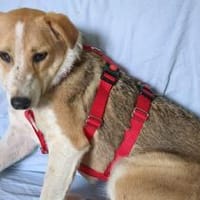 Ziska ist nun auf Pflegestelle in Lohra, Hündin zur Adoption