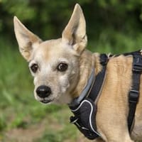Max, Hund zur Adoption