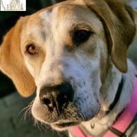 Baileys - Ein Herz auf vier Pfoten, Hund zur Adoption
