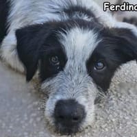 FERDINANDO, Hund zur Adoption