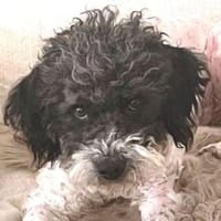 Schätzchen CHUCK, Hund zur Adoption