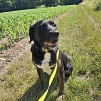 Leo sucht erfahrenes Zuhause, Hund zur Adoption