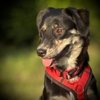 Cleo, sensible, wunderhübsch aus Köln!, Hündin zur Adoption