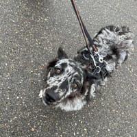 Merle Mudi Hündin, 1,5 Jahre, Hündin zur Adoption