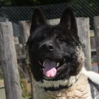 MEDO, Hund zur Adoption