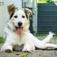 Luna, Hündin zur Adoption