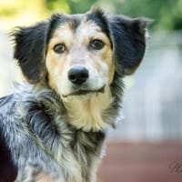 Stella, Hündin zur Adoption