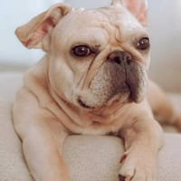 Lui - liebe Seele, Hund zur Adoption