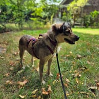 Vicky - kleine Glücksbringerin, Hündin zur Adoption