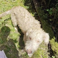 Freundlicher Odin aus Tierschutz!, Hund zur Adoption