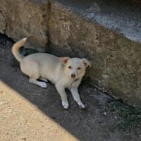 Snowflake - Welpe Hündin Mischling klein, Hündin zur Adoption