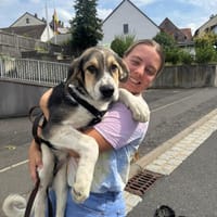 Bari - Mischling Welpe Rüde Familienhund, Hund zur Adoption