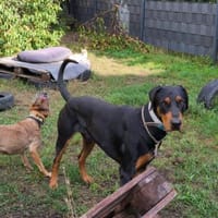 Großer Typ sucht coolen Menschen!, Hund zur Adoption