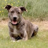 Motte der Herdenschutzhund light sucht!, Hündin zur Adoption