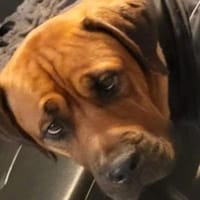 Sanfter Riese sucht sein Körbchen, Hund zur Adoption