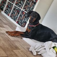 Gurke. Gemüse sucht Profigärtner!, Hund zur Adoption