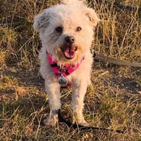 Snowdiac sucht Zuhause mit Anleitung., Hund zur Adoption