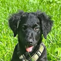 Rokica - Lockiges Schäfchen, Hündin zur Adoption