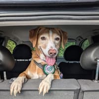Nala sucht ein neues zu Hause., Hündin zur Adoption