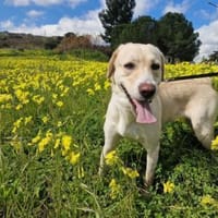 Sasha, Hündin zur Adoption