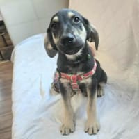 Tommi - Welpe Mischling Rüde lieb, Hund zur Adoption