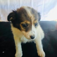 Amara sucht eine Familie, Hündin zur Adoption