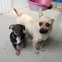 SORAIA & SACHKO - auch Einzelvermittlg., Hund zur Adoption