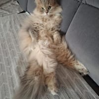 Wuschel Bubi in München, Kater zur Adoption