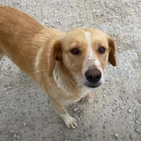 Lucy sucht ein liebevolles Zuhause, Hündin zur Adoption