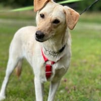 Purple -Suche nach ihrem Herzensmenschen, Hündin zur Adoption