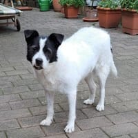 Mila, Hündin zur Adoption