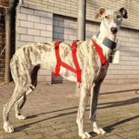 Selena sucht ihr neues Zuhause, Hündin zur Adoption