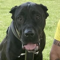 Julio in Köln sucht erfahrene Menschen, Hund zur Adoption