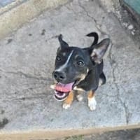 Savanna - Welpe Pinschermix Hündin klein, Hündin zur Adoption