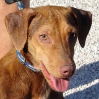 Stuart Little (zur Pflege in 26789 Leer), Hund zur Adoption