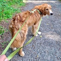 Moritz sucht seine Menschen..., Hund zur Adoption