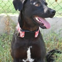 Sanfter Nero sucht seine Menschen, Hund zur Adoption