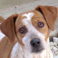 Mokka -liebt Menschen, verspielt-, Hündin zur Adoption