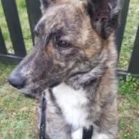 Nera/Banda 52 cm, Hündin zur Adoption