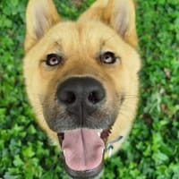 Hier kommt EJEY!, Hund zur Adoption