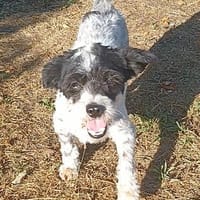 Spike 💙💙💙, Hund zur Adoption
