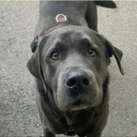 Dice sucht ein erfahrenes Zuhause!, Hund zur Adoption