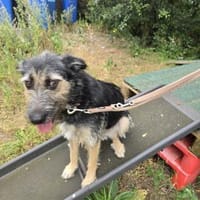 Liebe Amy, Hündin zur Adoption