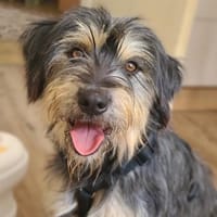 Tabby, Hündin zur Adoption