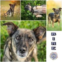 BINE * ruhige kleine Hündin, Hündin zur Adoption