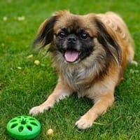Peanut, Hund zur Adoption