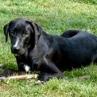 Pangeo, Hund zur Adoption
